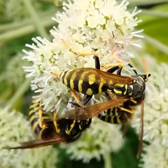 Polistes