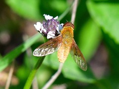 Chrysanthrax edititius