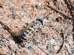 Microbembex monodonta