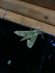 Xylophanes chiron