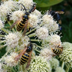 Dolichovespula norwegica