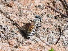 Microbembex monodonta