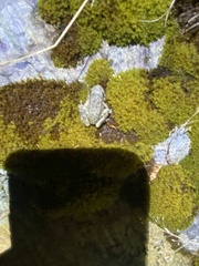 Rana boylii