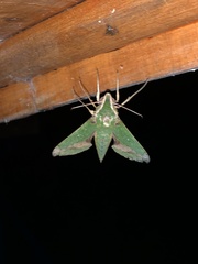 Xylophanes chiron