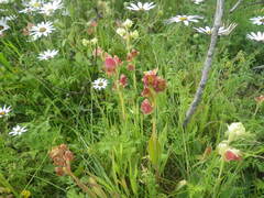 Pterygodium catholicum