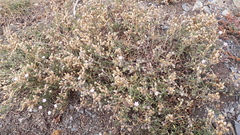Spergularia rupicola