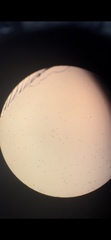 Euglena
