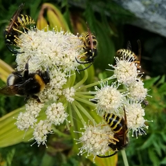 Dolichovespula norwegica