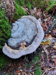 Fomitopsis pinicola