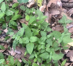 Calyptocarpus vialis