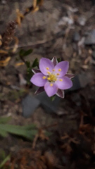 Spergularia rupicola