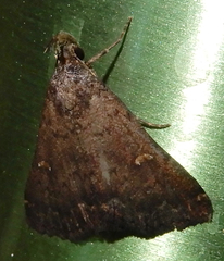 Hypenula cacuminalis