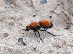 Dasymutilla bioculata