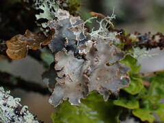 Lobarina scrobiculata