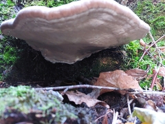 Fomitopsis pinicola