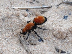 Dasymutilla bioculata