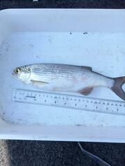 Hiodon alosoides