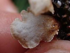 Lobarina scrobiculata