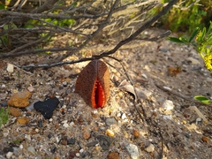 Hydnora africana