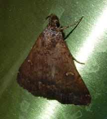 Hypenula cacuminalis