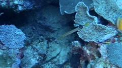 Aulostomus chinensis