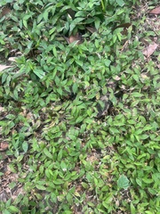 Oplismenus hirtellus