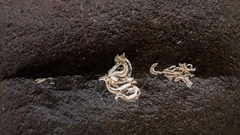 Spirobranchus triqueter