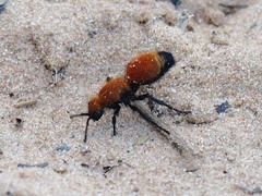 Dasymutilla bioculata