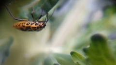 Eurydema ventralis