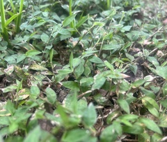 Oplismenus hirtellus