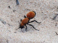 Dasymutilla bioculata