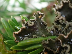 Peltigera collina