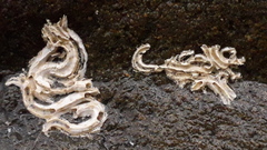 Spirobranchus triqueter