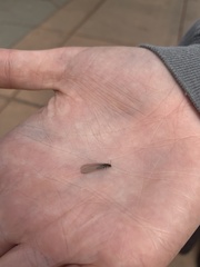 Reticulitermes hesperus