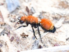 Dasymutilla bioculata