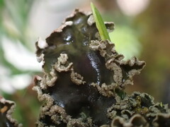 Peltigera collina
