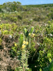 Struthiola argentea