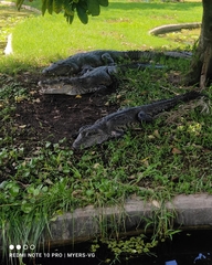 Crocodylus moreletii