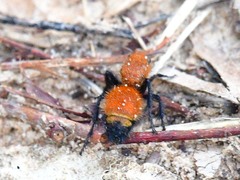 Dasymutilla bioculata