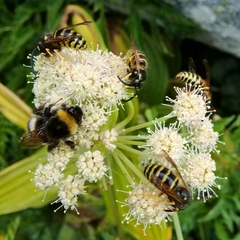 Dolichovespula norwegica