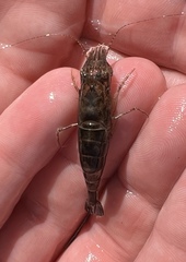 Crangon septemspinosa