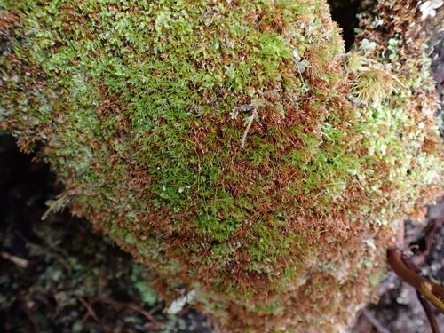 Image of Tetraphis geniculata by no rights reserved