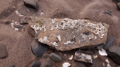 Spirobranchus triqueter