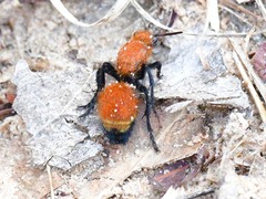 Dasymutilla bioculata