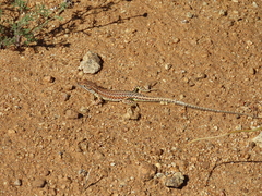 Meroles suborbitalis