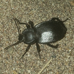 Tenebrioninae