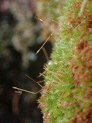 Tetraphis geniculata