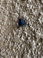 Alcaeorrhynchus grandis