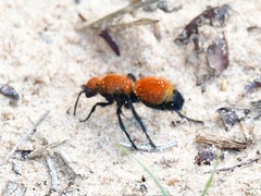 Dasymutilla bioculata