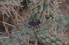 Apiomerus californicus